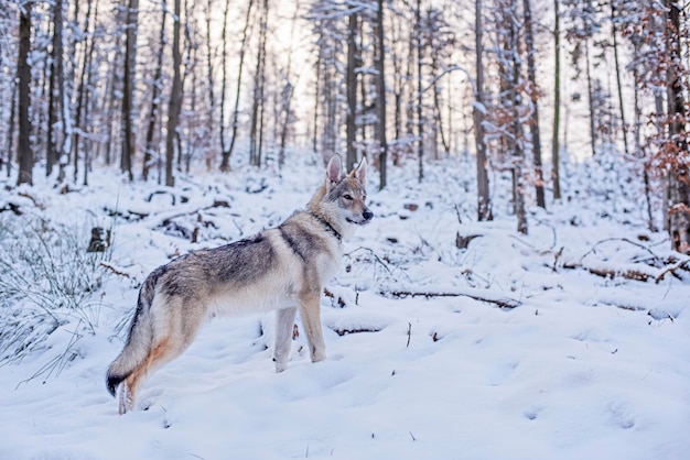 Foto perro en el bosque de invierno