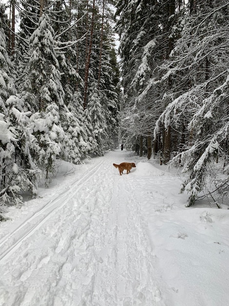 Un perro en un bosque nevado camina por la carretera a lo largo de la pista de esquí cuando hace buen tiempo