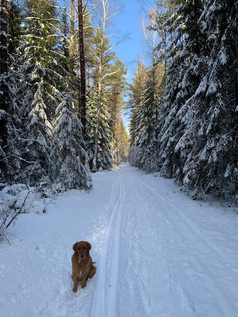 Un perro en un bosque nevado camina por la carretera a lo largo de la pista de esquí cuando hace buen tiempo