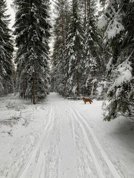 Un perro en un bosque nevado camina por la carretera a lo largo de la pista de esquí cuando hace buen tiempo