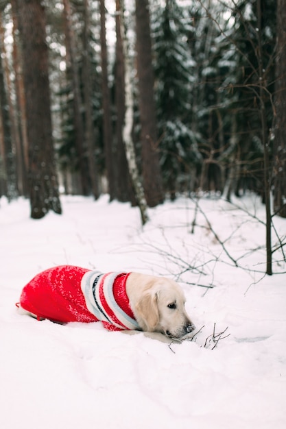 Un perro en un bosque nevado roe una rama de un árbol