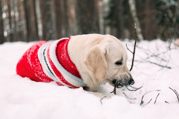 Un perro en un bosque nevado roe una rama de un árbol