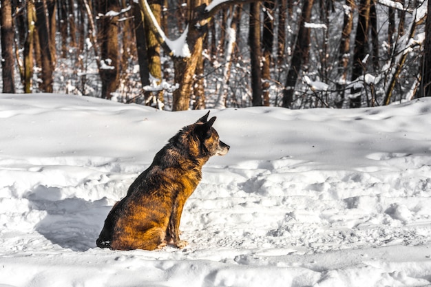 perro en un bosque nevado