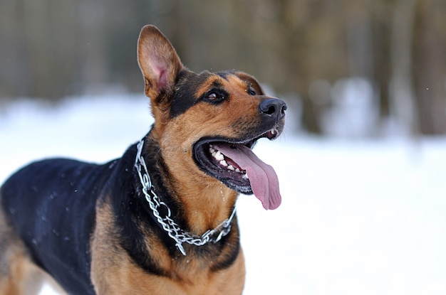 Perro en bosque de nieve