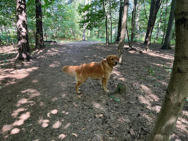El perro en el bosque olió el rastro de la víctima.