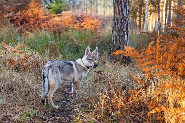 Foto perro en el bosque de otoño