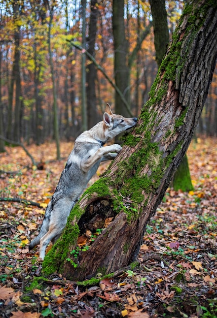 Foto perro en el bosque de otoño