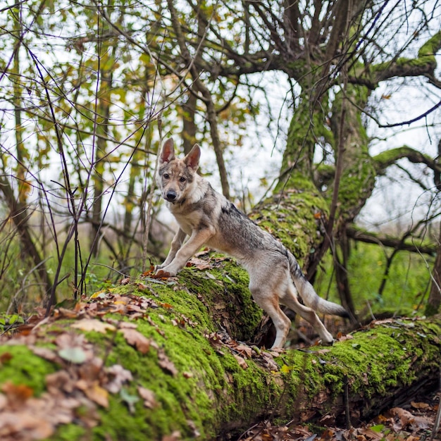 Perro en el bosque de otoño