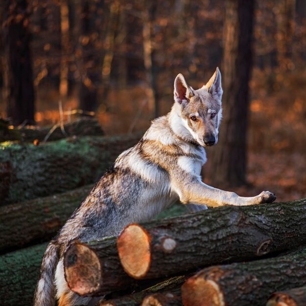 Foto perro en el bosque de otoño