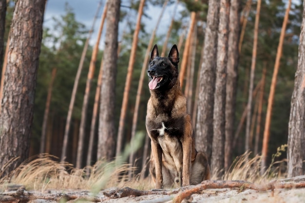 Un perro en el bosque con la palabra belga en el frente.