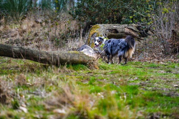 Foto perro en el bosque