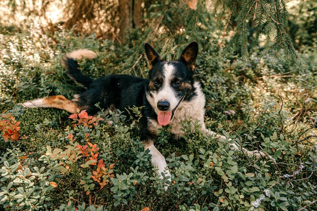 Perro en el bosque