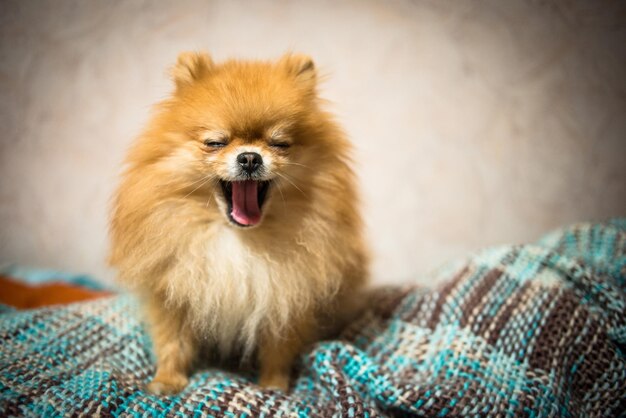 Foto el perro bostezando en la cama en casa