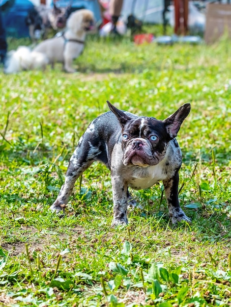 Perro Boston Terrier con una correa en el parque sobre el césped durante un paseo. Perro enojado con una mirada divertida