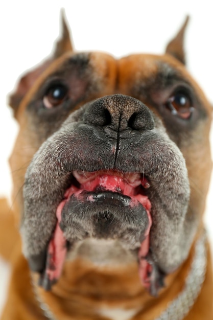 Perro boxeador aislado sobre un fondo blanco