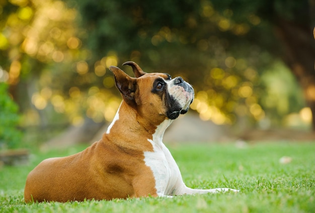 El perro boxeador mirando hacia el césped