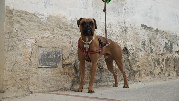 Foto perro boxer marrón infeliz atado por el propietario