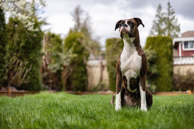 Perro boxer sentado en el césped afuera