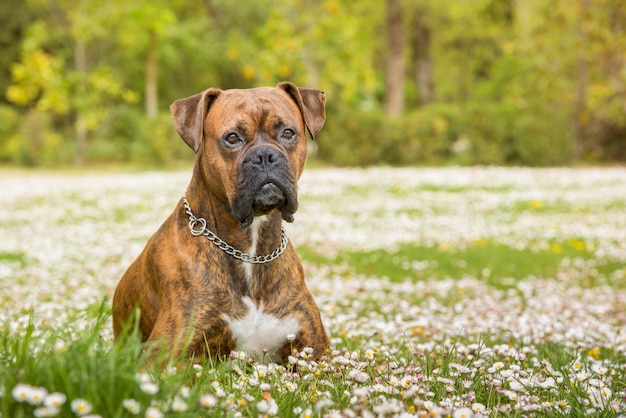 Foto perro boxer tumbado en el parque en un campo de margaritas.