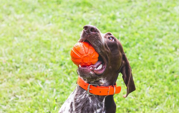 Perro Braco Alemán con bola en los dientes, retrato de primer plano_