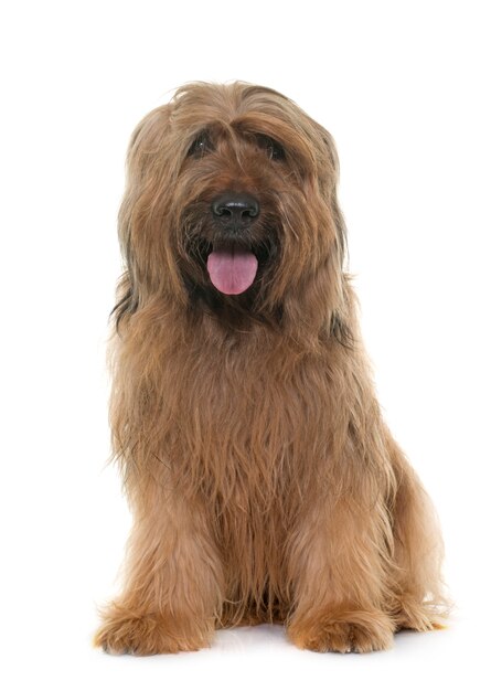 Foto perro briard