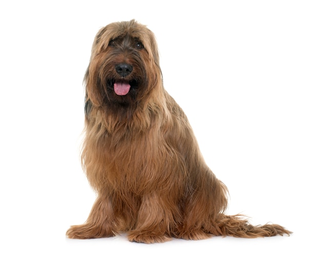 Perro briard