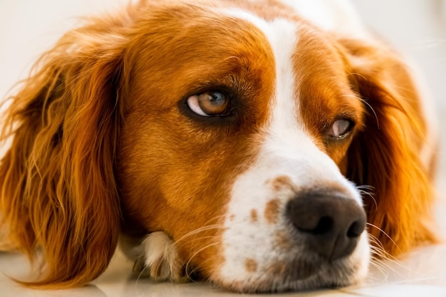 El perro Brittany Spaniel acostado en el suelo frío