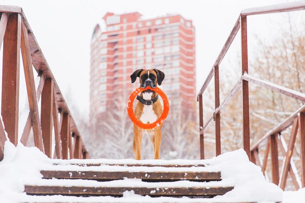 Perro de Brown pedigreed con el juguete anaranjado del círculo que permanece en el puente en el fondo de la casa grande. Boxer