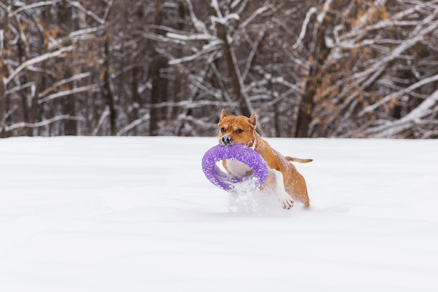 Perro de Brown que juega con el juguete redondo en la nieve en un bosque. Staffordshire Terrier. Perro corriendo