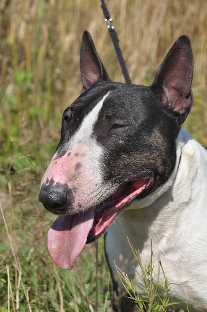 Perro Bull Terrier miniatura en la naturaleza