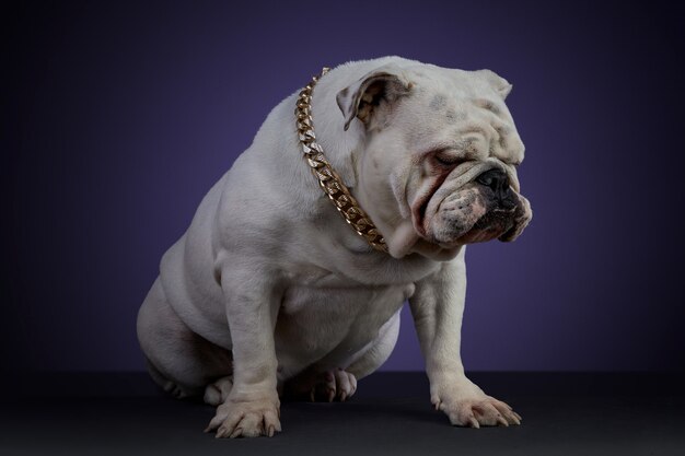 Foto perro bulldog blanco en sesión de estudio con collar dorado y diferentes poses, sobre una superficie gris y un fondo morado