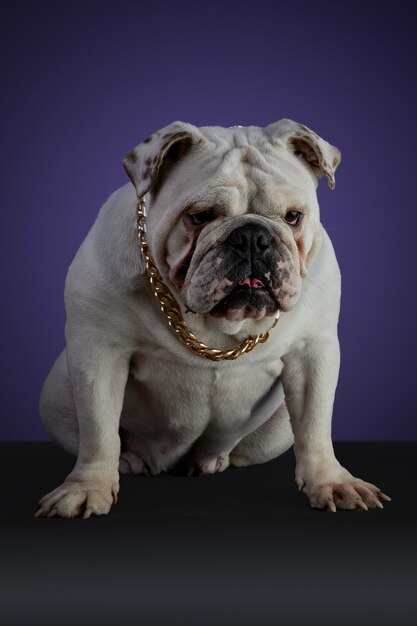 Perro bulldog blanco en sesión de estudio con collar dorado y diferentes poses, sobre una superficie gris y un fondo morado