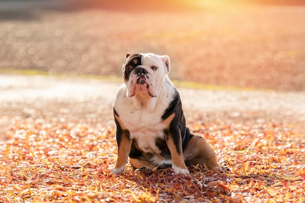 Perro Bulldog Británico Inglés tricolor negro a dar un paseo mirando hacia arriba sentado en la hierba