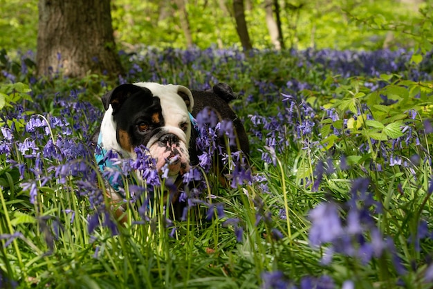 Perro Bulldog Británico Inglés tricolor negro mirando hacia arriba lamiendo su lengua y caminando