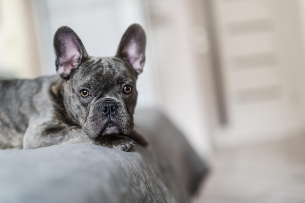 Perro bulldog francés acostado en la cama en casa