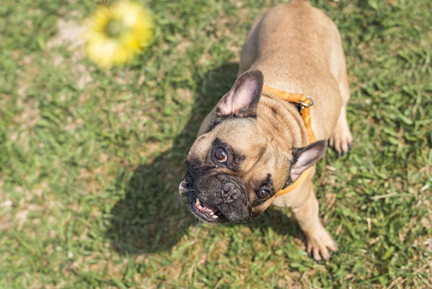 Un perro (bulldog francés) mira una flor que se sostiene sobre su nariz