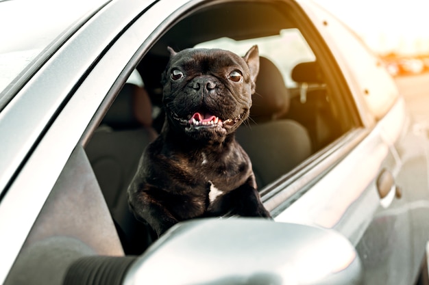 Perro bulldog francés en la parte superior de la ventana de un automóvil tomando el aire