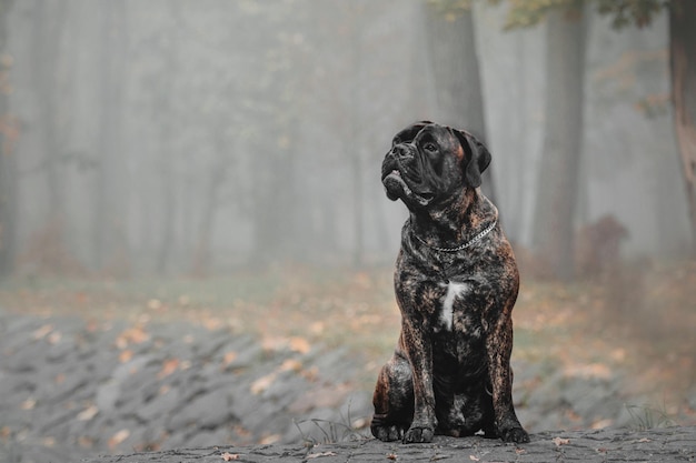 Perro Bullmastiff al aire libre sobre un fondo de colores otoñales