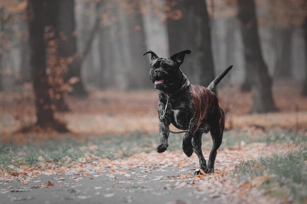 Perro Bullmastiff al aire libre sobre un fondo de colores otoñales