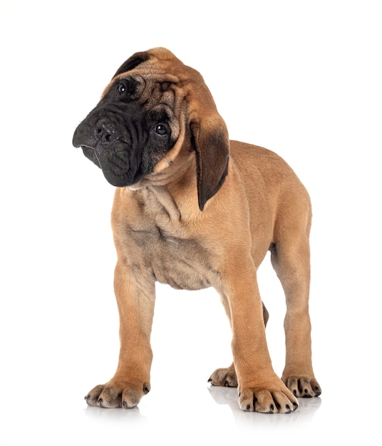 Perro bullmastiff joven