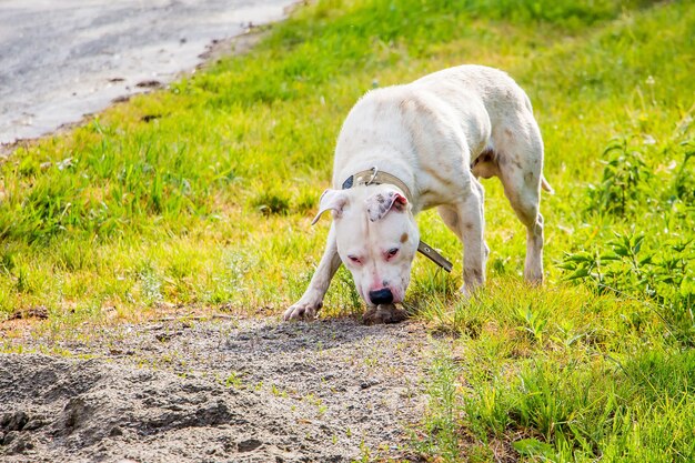 El perro busca comida