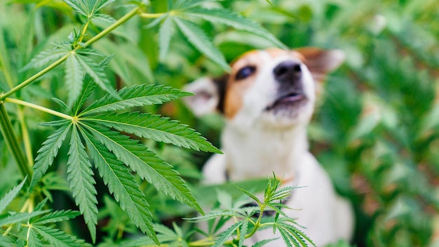 Un perro buscador de drogas ladra a las plantas de cannabis