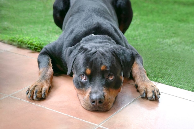 Perro con la cabeza acostada en el suelo