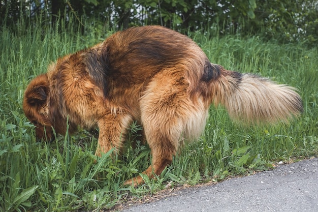 Perro caca