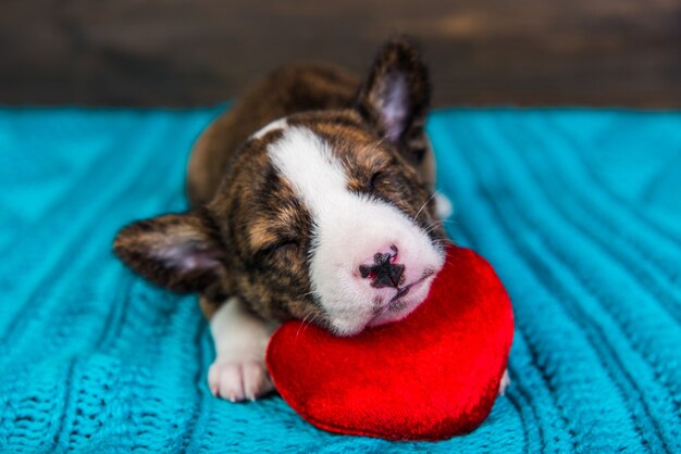 Perro cachorro Basenji rojo durmiendo con corazón rojo