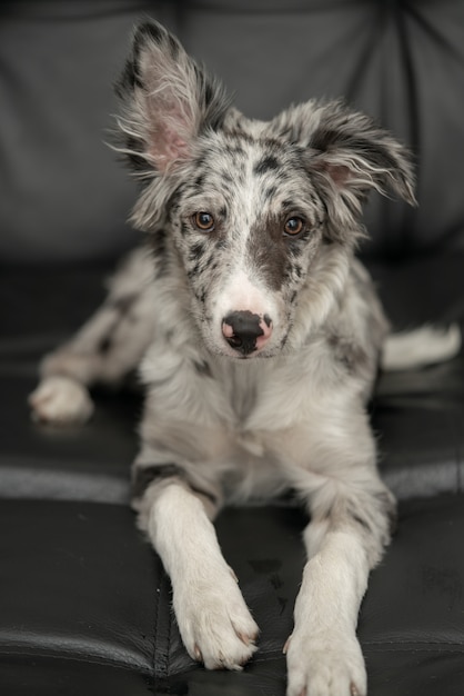 Perro Cachorro Border Collie Merle