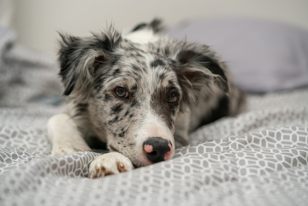 Perro Cachorro Border Collie Merle