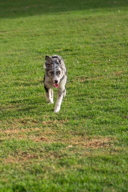 Perro Cachorro Border Collie Merle