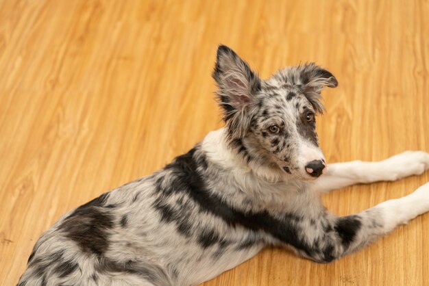 Perro Cachorro Border Collie Merle