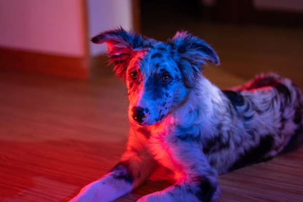 Perro Cachorro Border Collie Merle